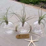 Contenant de verre & Tillandsia