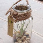 Contenant de verre & Tillandsia