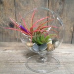 Mini glob sur pied + Tillandsia